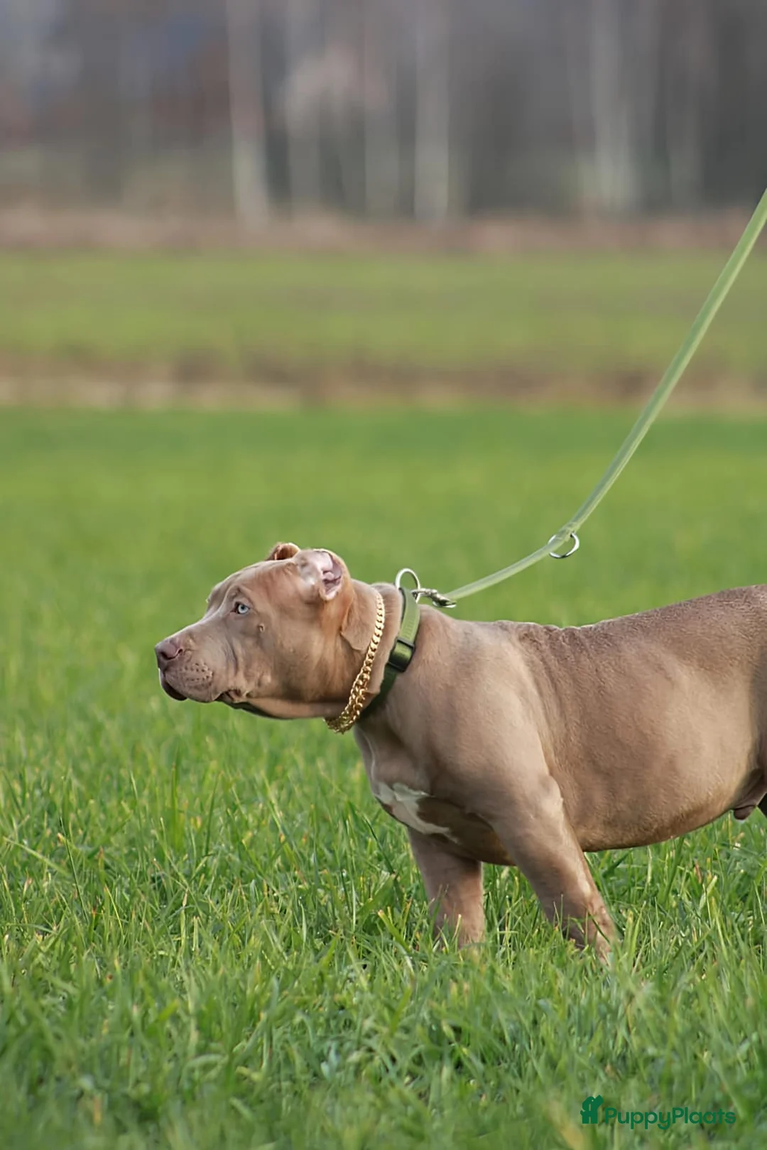 Amerikaanse Bully honden te koop: American bully XXl  - Advertentie 5