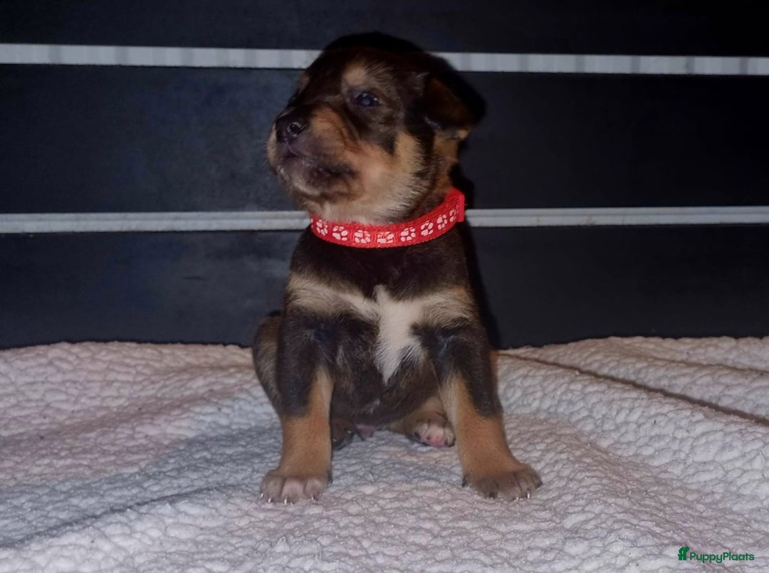 Kruising honden te koop: Kruising X Husky pups! Super mooi en leuk! - Advertentie 13