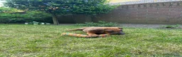 Rhodesian Ridgeback honden te koop: Rhodesian ridgeback - Advertentie 2
