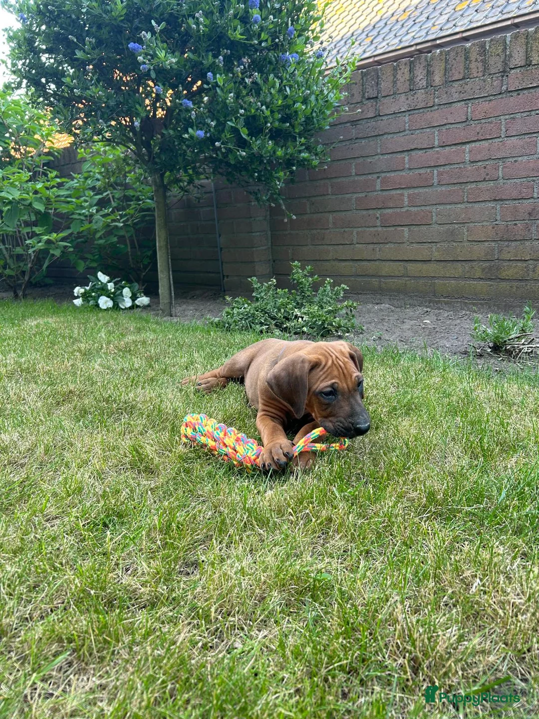 Rhodesian Ridgeback honden te koop: Rhodesian ridgeback - Advertentie 2