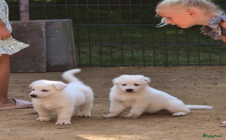 Zwitserse Witte Herdershond honden - Advertentie 3
