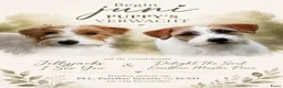 Jack Russel Terriër honden te koop: Jackrussellterrier Ruwhaar - Advertentie 3