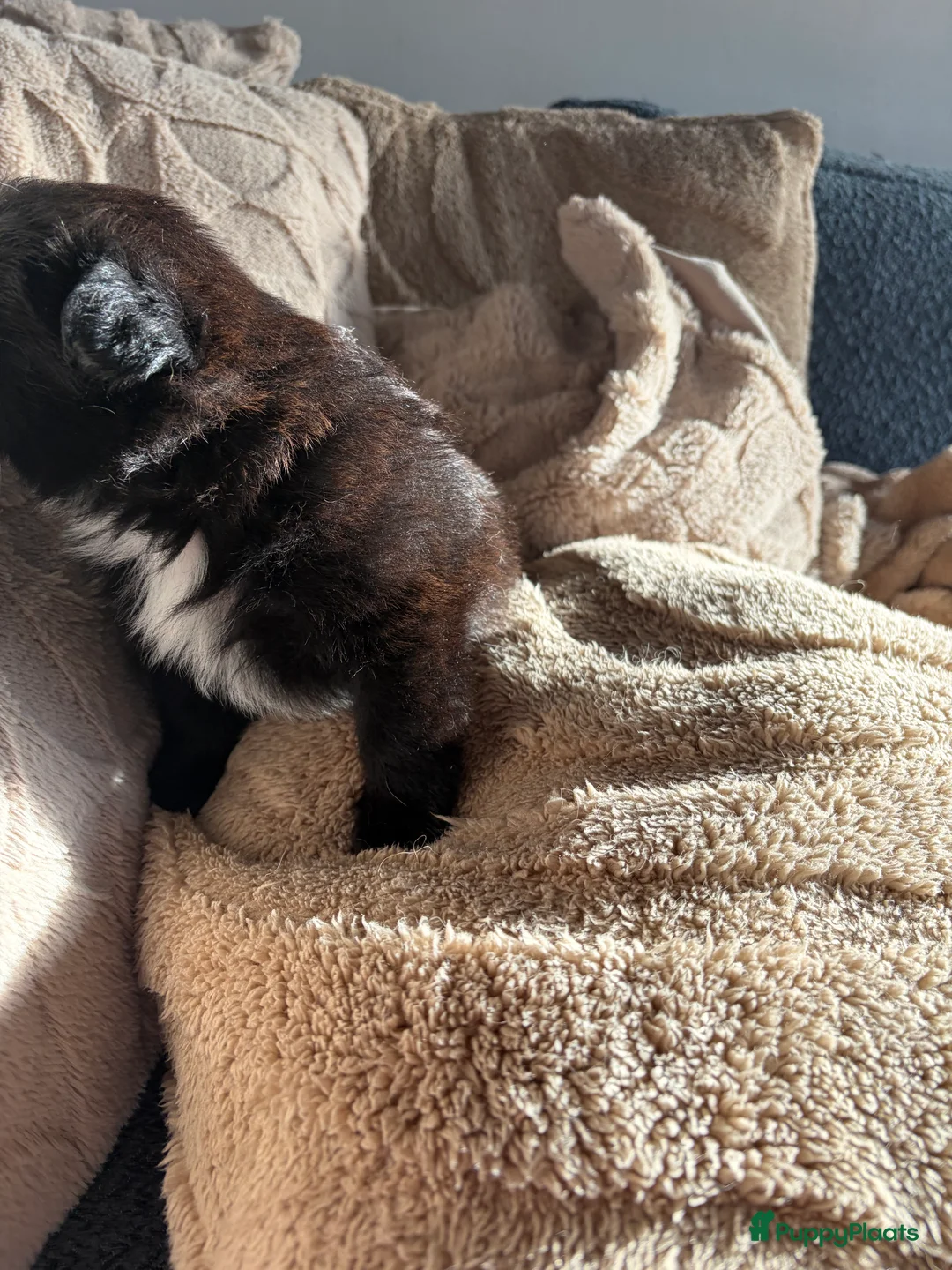 Pomchi honden te koop: Pomchi/pomeriaan - Advertentie 19