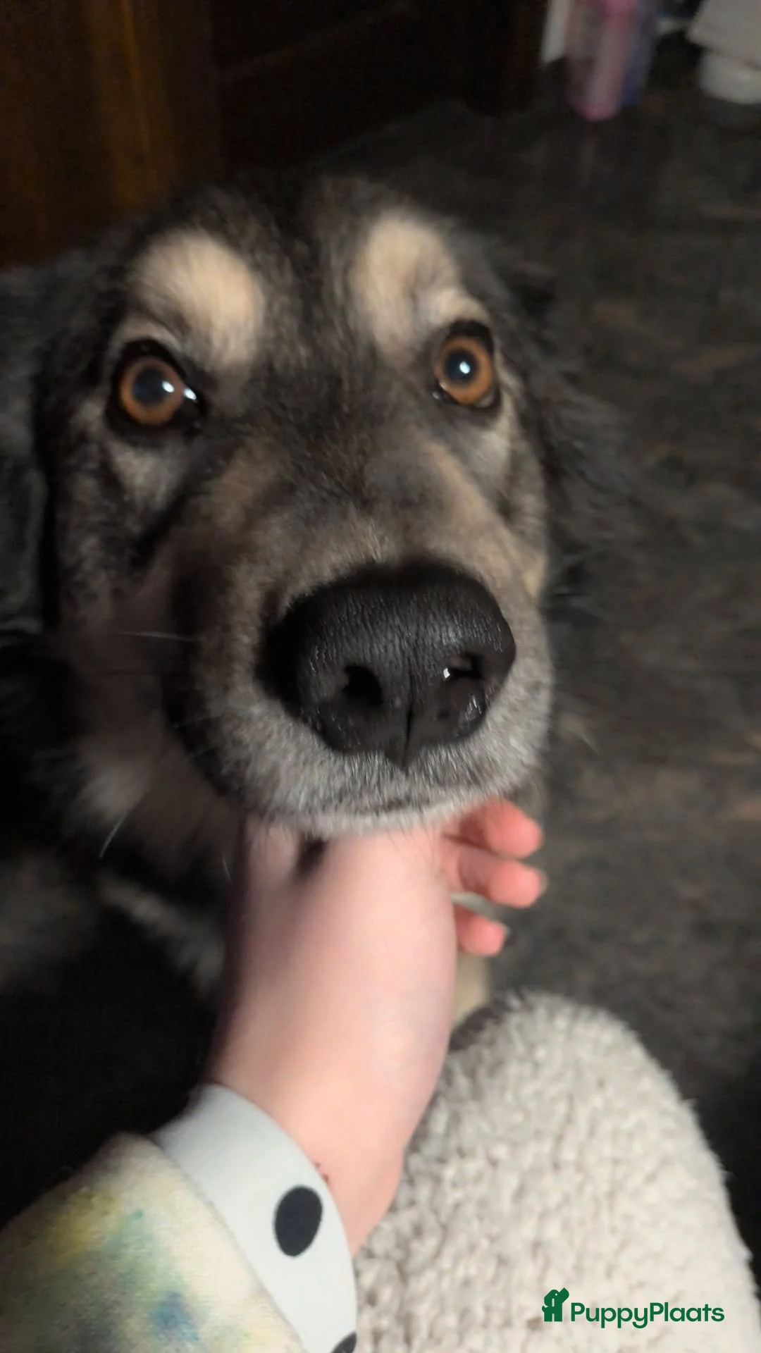 Kruising honden ter dekking: Rocky in Deventer - Advertentie 1
