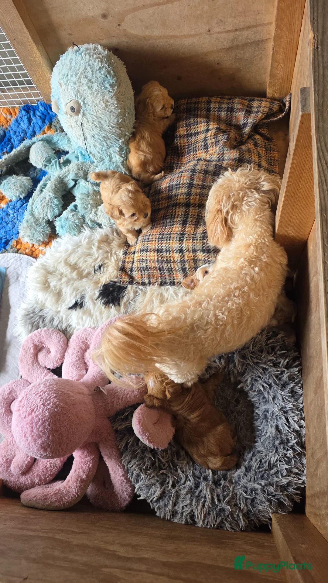 Havanezer honden te koop: Raszuivere Havanezer, met FCI stamboom - Advertentie 1
