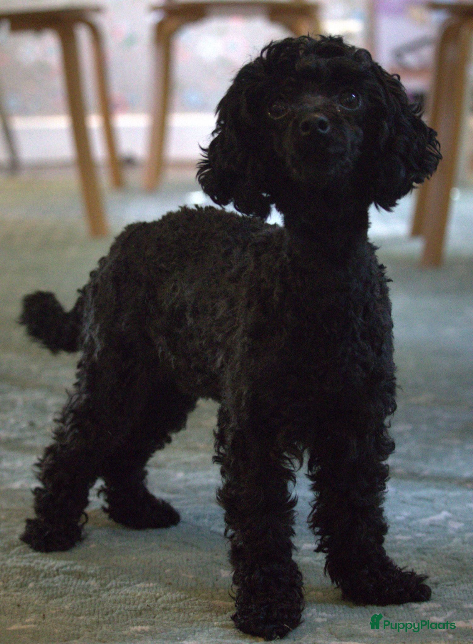 Poedel Toy honden te koop: Toy poedel puppies! - Advertentie 2