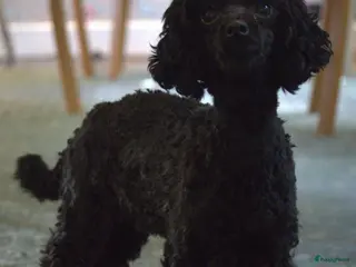 Poedel Toy honden te koop: Toy poedel puppies! - Advertentie 2