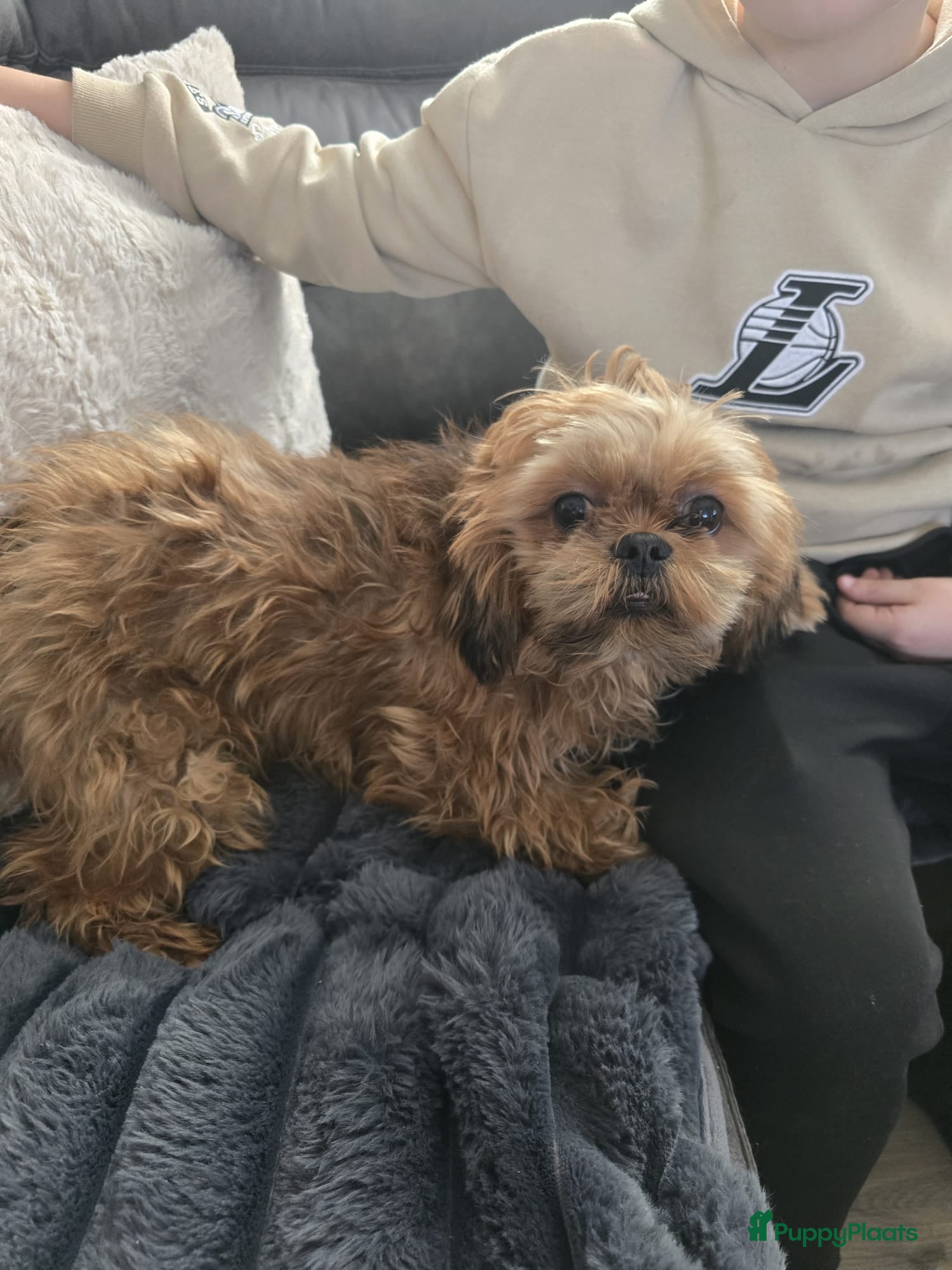 Shih Tzu honden Lieve Shih tzu teefje in Oudenbosch - Advertentie 1