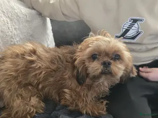 Shih Tzu honden Lieve Shih tzu teefje in Oudenbosch - Advertentie 1