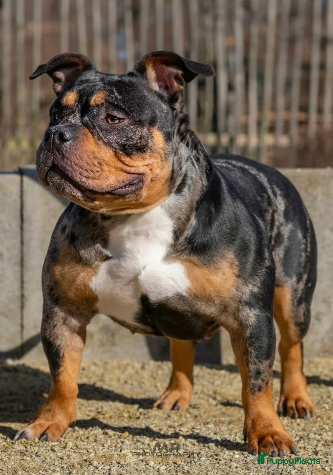 Amerikaanse Bully honden te koop: American Bully pups verwacht rond september - Advertentie 2