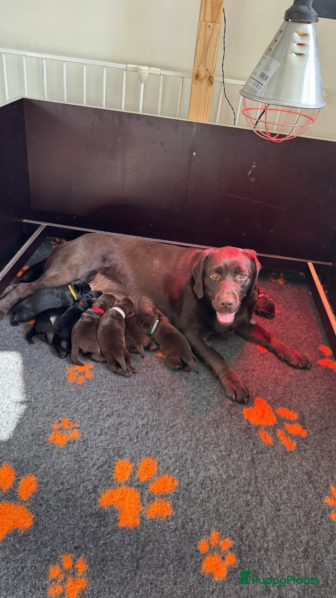 Labrador Retriever honden te koop: Labrador pups met stamboom - Advertentie 1