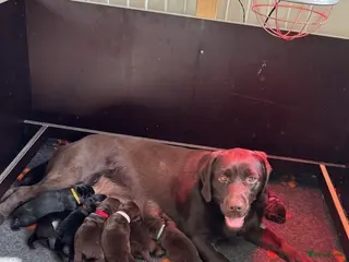 Labrador Retriever honden Labrador pups met stamboom - Advertentie 1