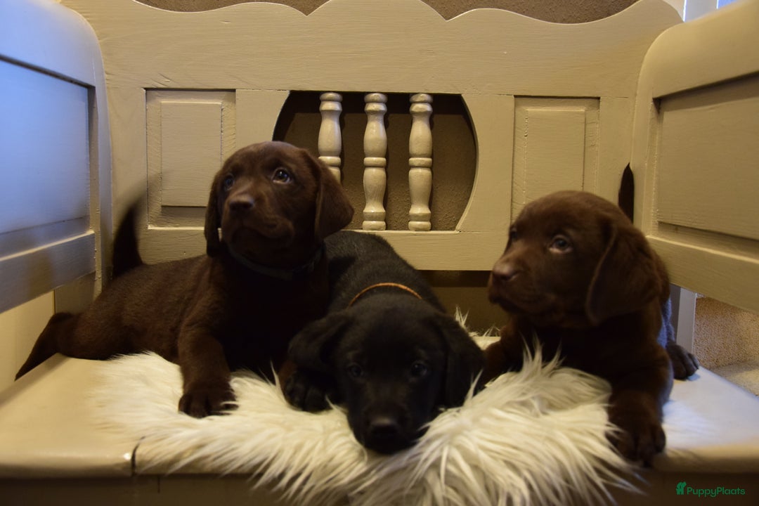 Labrador Retriever honden te koop: Labrador Retriever pups met stamboom - Advertentie 7