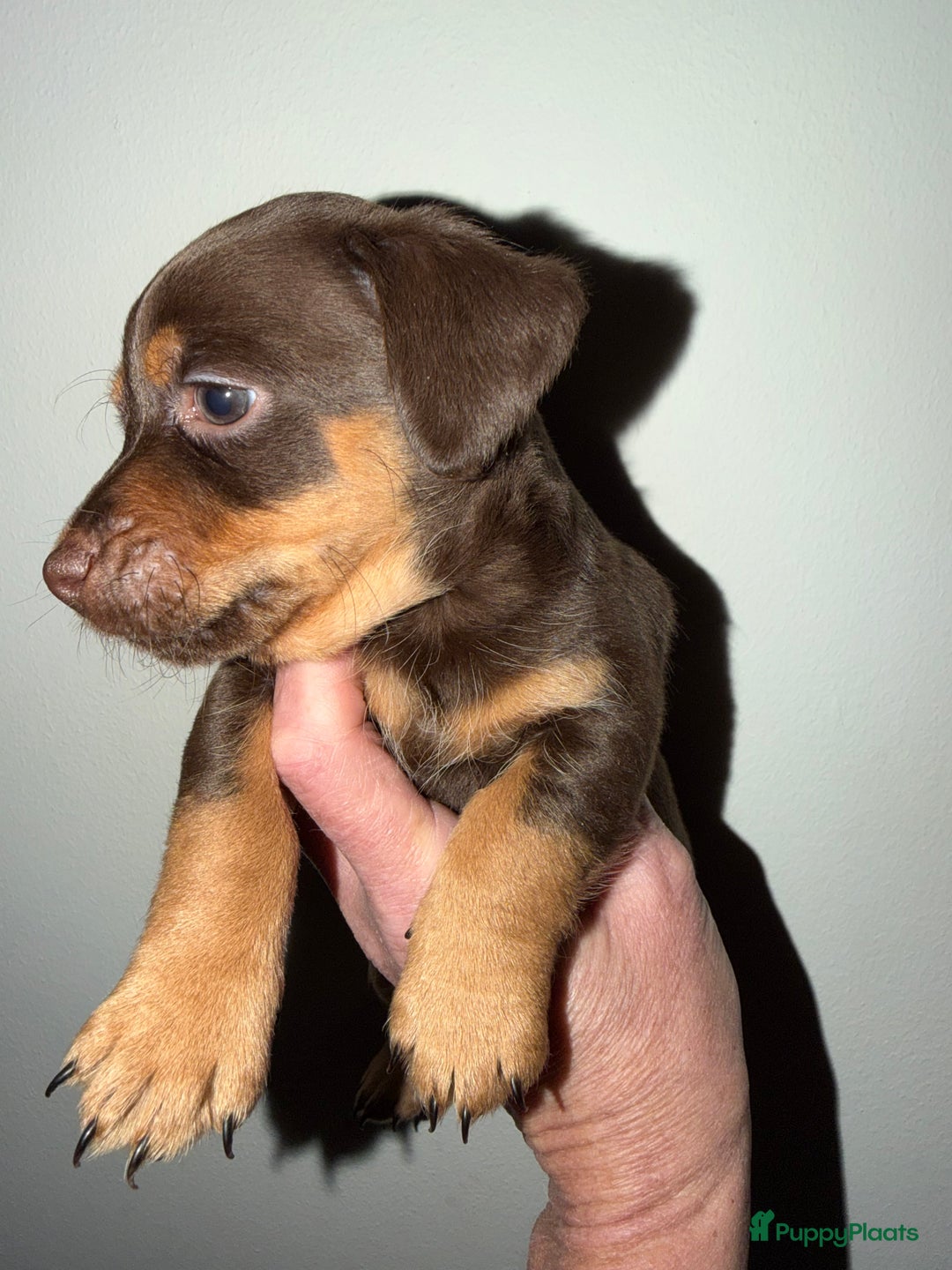 Jack Russel Terriër honden te koop: Jack Russel pup”s chocotan - Advertentie 3