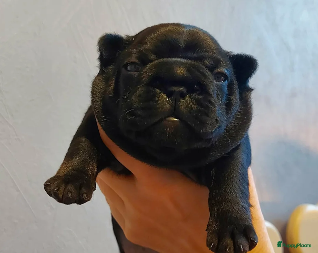 Franse Bulldog honden te koop: Prachtige Franse Bulldog pups met stamboom - Advertentie 5