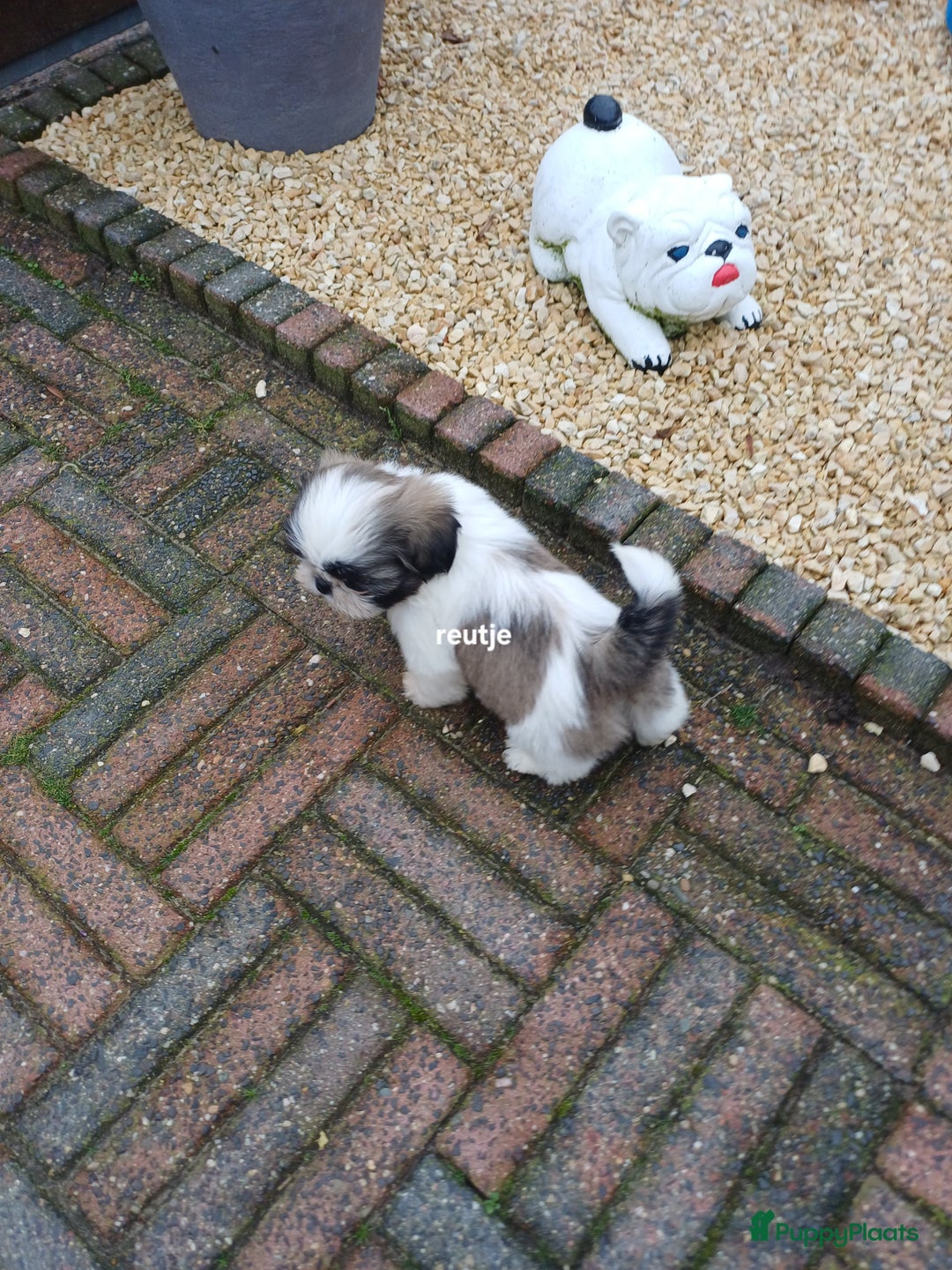 Shih Tzu honden te koop: leuke lieve ras zuiver shih tzu pups - Advertentie 37
