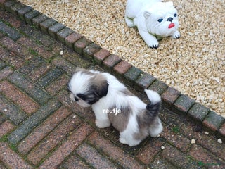 Shih Tzu honden leuke lieve ras zuiver shih tzu pups - Advertentie 4