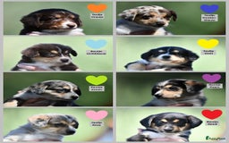 Australian Shepherd honden te koop: Australian Shepherd x Kelpie Pups in Maashees - Afbeelding 1