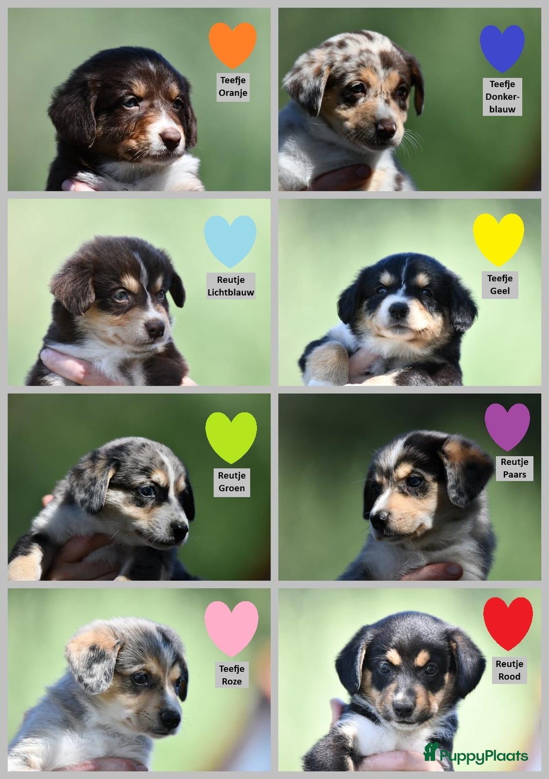 Australian Shepherd honden te koop: Australian Shepherd x Kelpie Pups in Maashees - Afbeelding 1