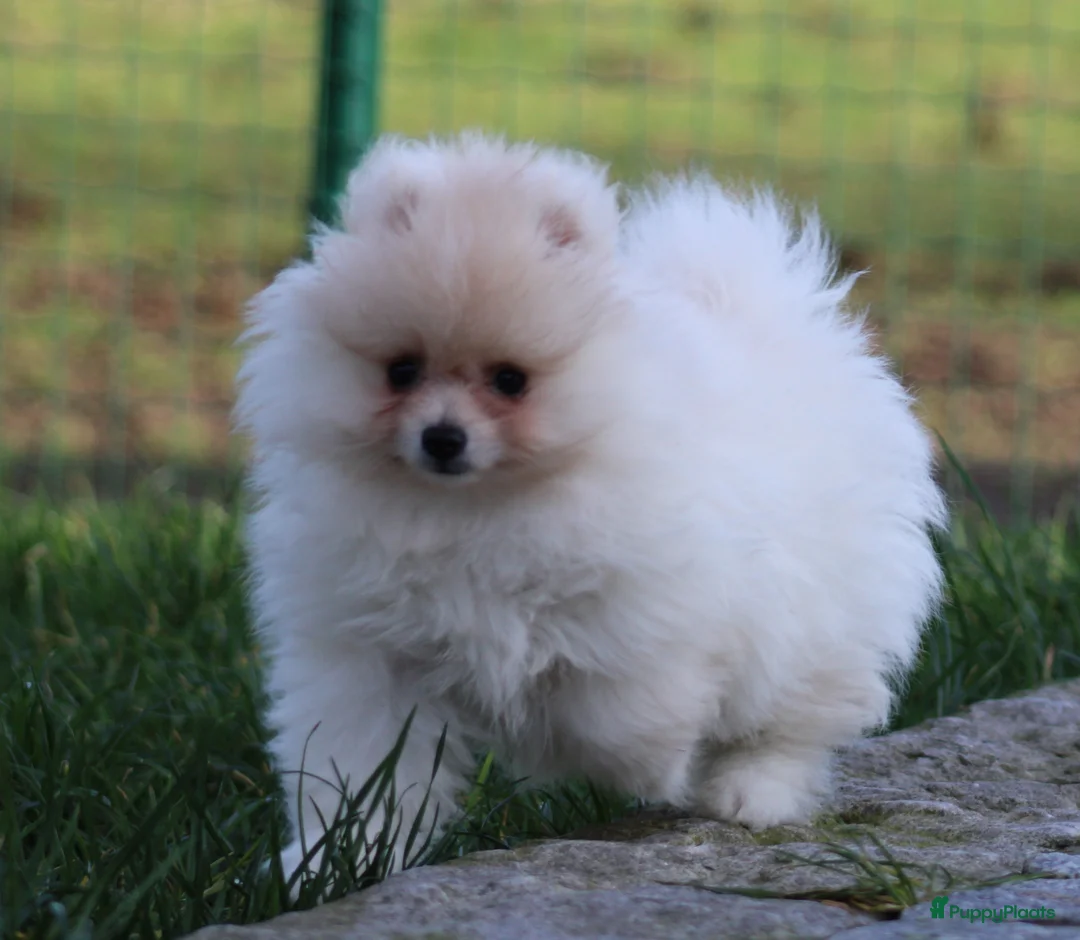 Pomeriaan honden te koop: Pomeriaan pup - Advertentie 2