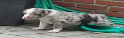 Kruising honden te koop: Border Collie Kruising pups  in Onstwedde - Advertentie 4