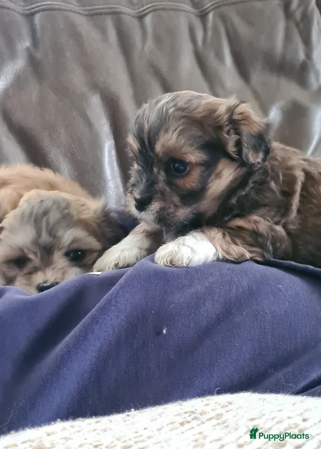 Kruising honden te koop: Prachtige lieve shipom pups - Advertentie 32