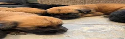 Kruising honden te koop: 9 pups Oudduitse herder x Golden retriever in Oosterbeek - Advertentie 6