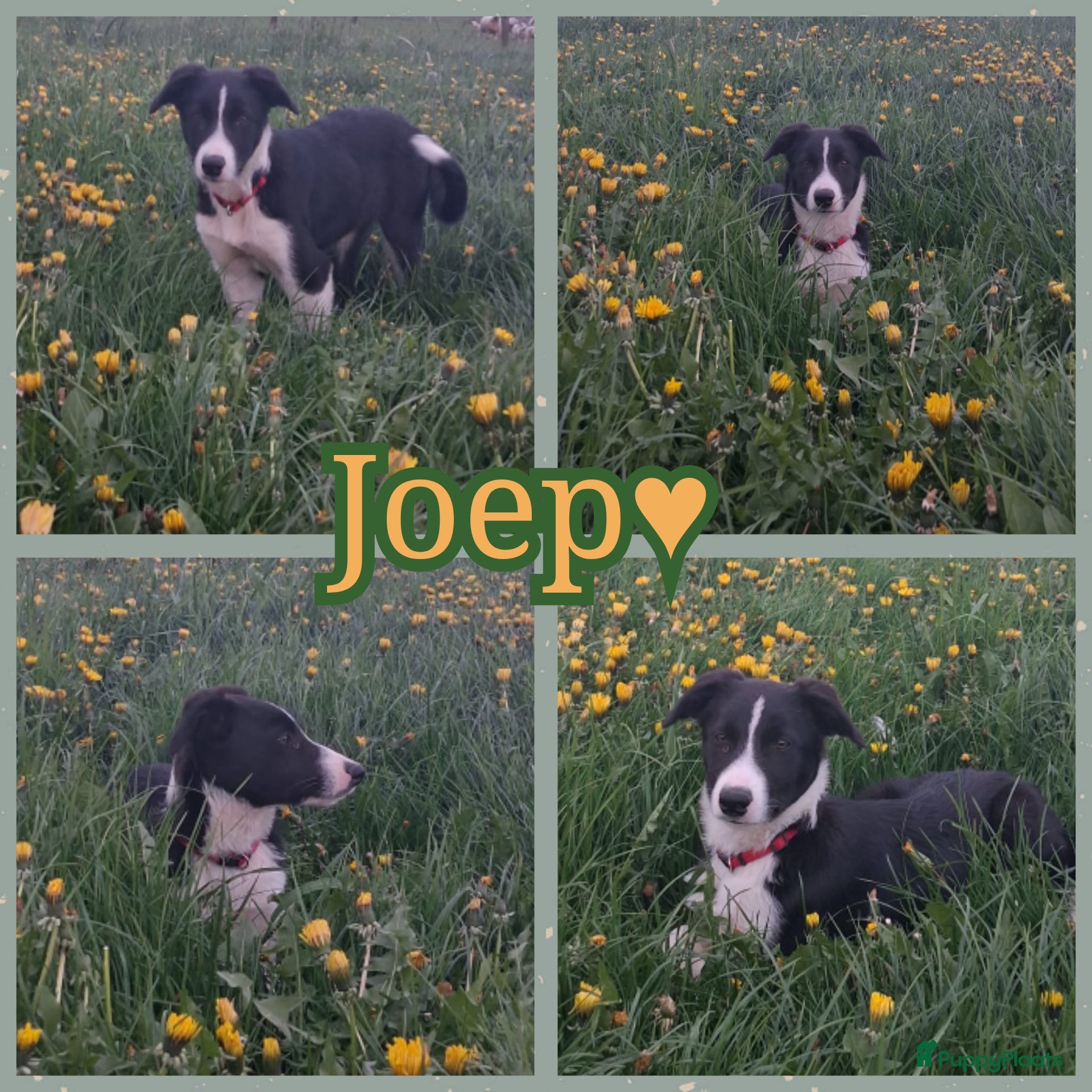 Border Collie honden Super sociale aanhankelijke pup - Advertentie 1