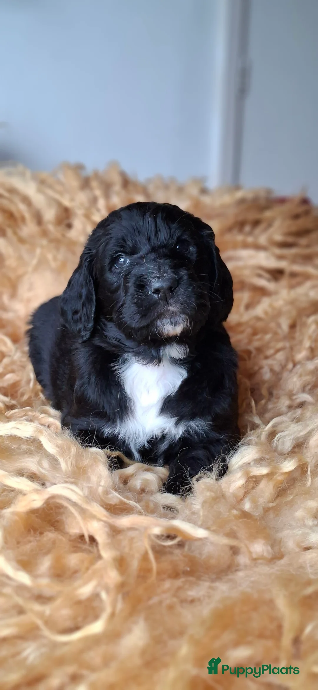 Kruising honden te koop: Labradoodle x Bloedhond / Zwitserse Senner pups - Advertentie 16