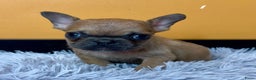 Franse Bulldog honden te koop: Franse bulldog pups - Advertentie 3