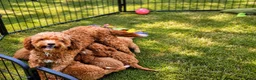 Cavapoo honden te koop: Prachtige Cavapoo pups beschikbaar  - Advertentie 10