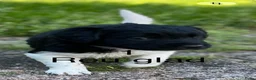 Friese Stabij honden te koop: Friese Stabij pups - Advertentie 3