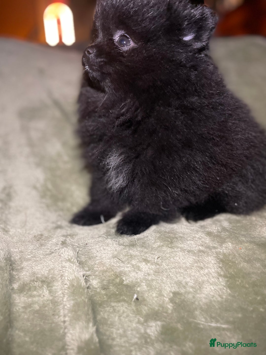 Pomeriaan honden te koop: prachtige pomeriaan pups te koop 1 reutje 1 teefje - Advertentie 16