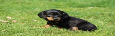 Teckel (korthaar)  Puppy 3 (oranje)