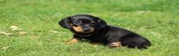 Teckel (korthaar)  honden te koop: Mooie black & tan teckelreutje - Advertentie 11