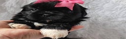 Shih Tzu honden te koop: Imperial Shih Tzu pups te koop - Advertentie 14