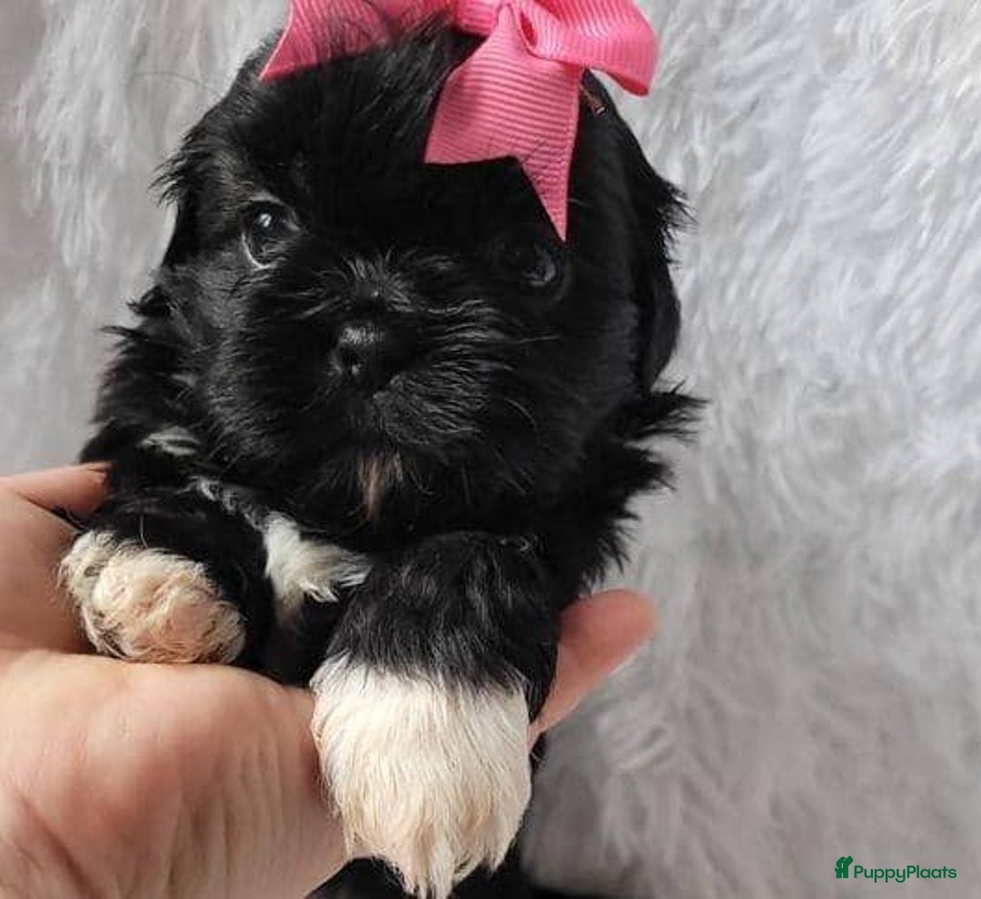 Shih Tzu honden te koop: Imperial Shih Tzu pups te koop - Advertentie 14