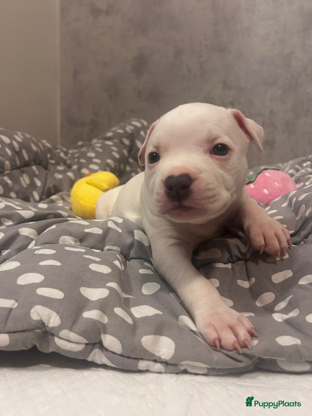 American Staffordshire Terriër honden te koop: American Staffordshire Terriers Pupps  - Advertentie 20