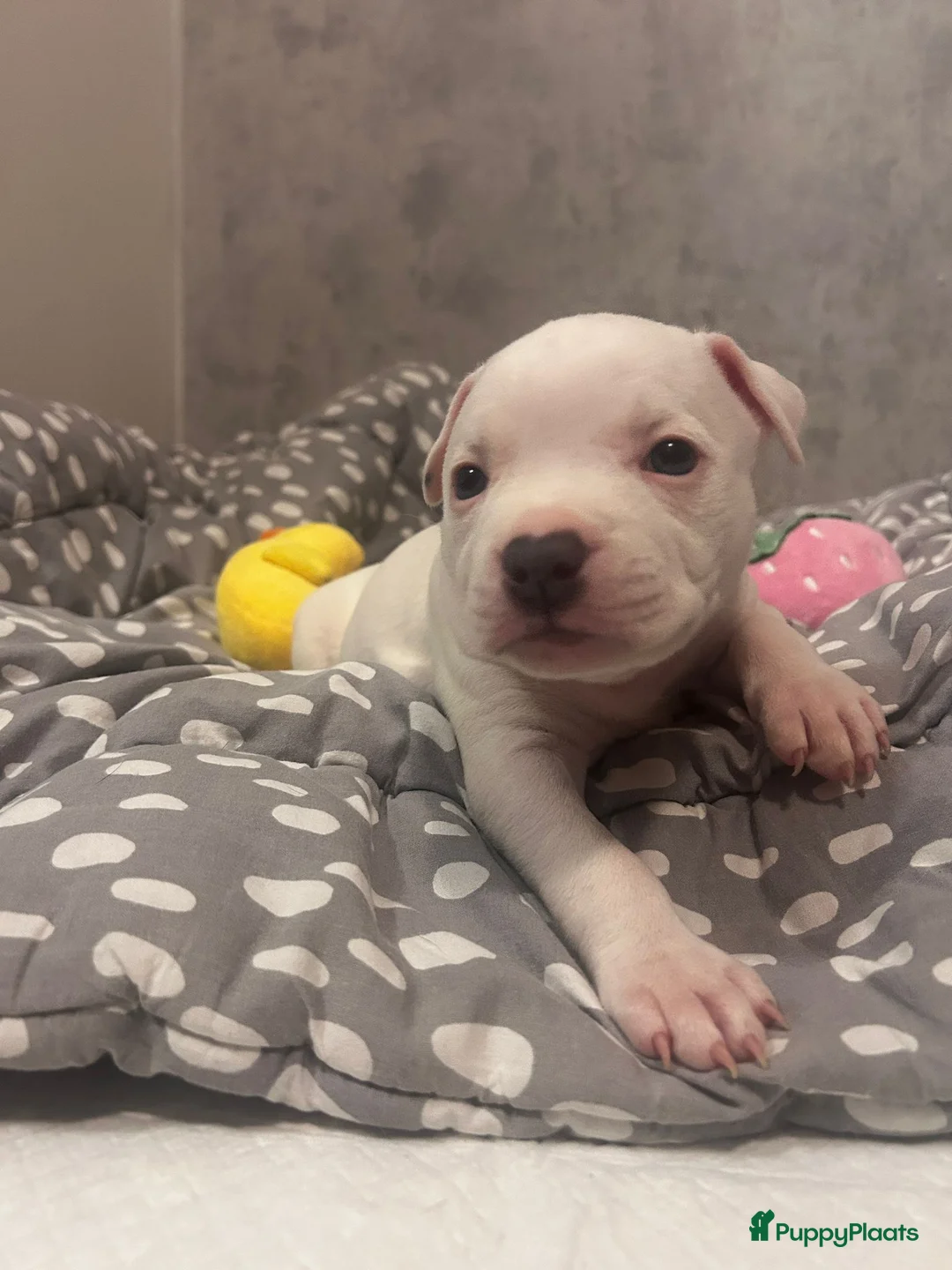 American Staffordshire Terriër honden te koop: American Staffordshire Terriers Pupps  - Advertentie 23