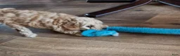 Poedel Toy honden te koop: Schattige toypoedel toy poedel pups 3 reutjes  - Advertentie 7