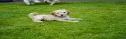 Kruising honden te koop: Lieve kruising labradoodle pups te koop! - Advertentie 13