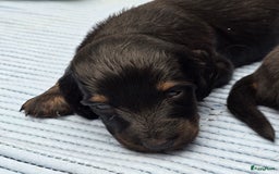 Teckel (langhaar) honden te koop: St. Langharige Black & Tan puppy's te koop - Afbeelding 10