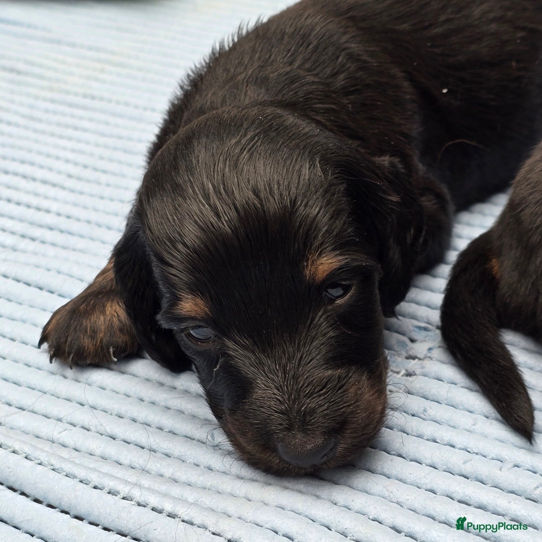Teckel (langhaar) honden te koop: St. Langharige Black & Tan puppy's te koop - Afbeelding 10