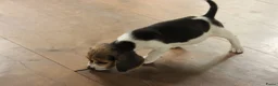 Beagle honden te koop: Beagle pups met stamboom  - Advertentie 12