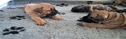 Boerboel honden te koop: Boerboel pups met SABBS stamboom - Advertentie 3