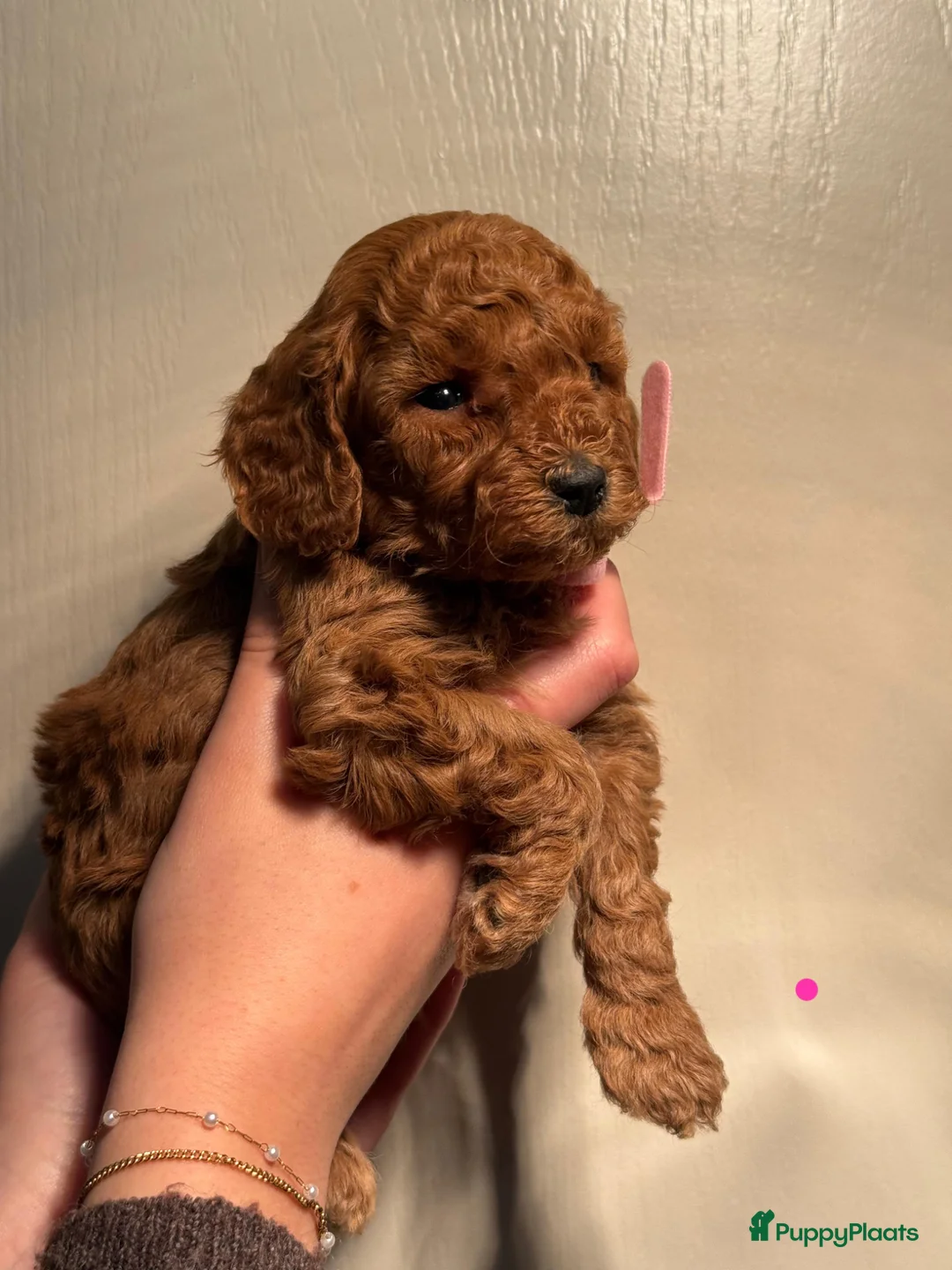 Kruising honden te koop: Dwergpoedel x toypoedel - Advertentie 5