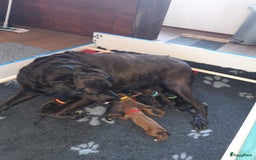 Rhodesian Ridgeback honden te koop: "Prachtige kruising Rhodesians"  in Bavel - Afbeelding 11