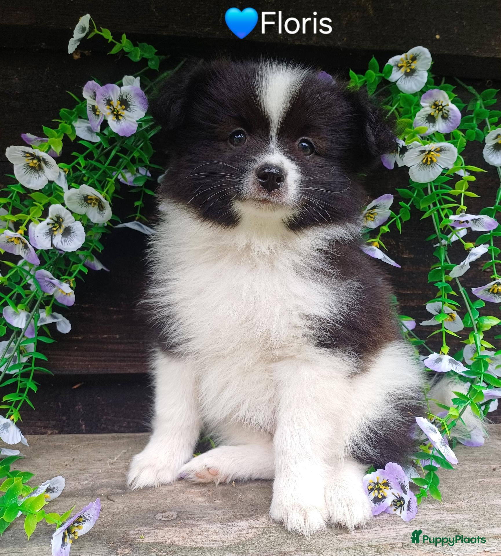 Kruising honden Super leuke dwergkees/pomeriaan kruising pups - Advertentie 2