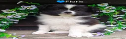 Kruising honden te koop: Super leuke dwergkees/pomeriaan kruising pups - Advertentie 1