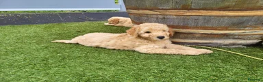 Labradoodle 3